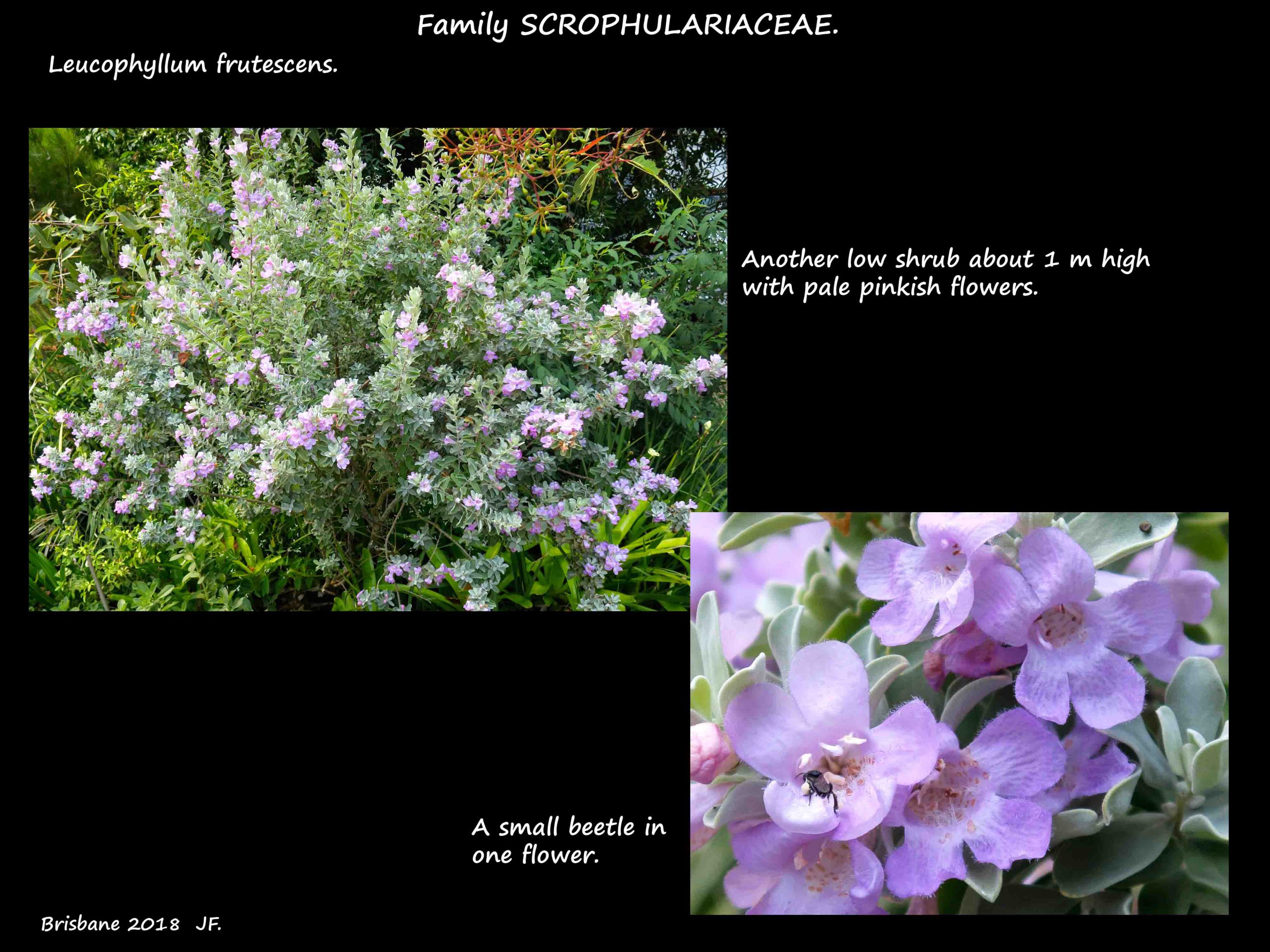 5 Another Leucophyllum shrub